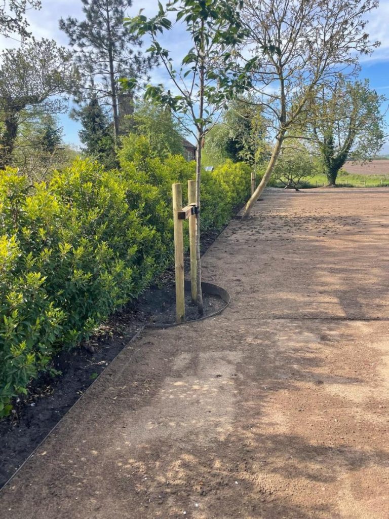 Tree lined pathway with hedges